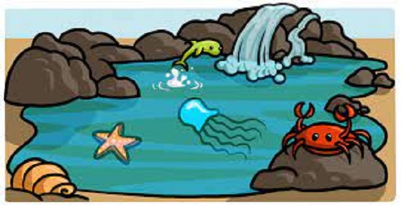 Rockpools